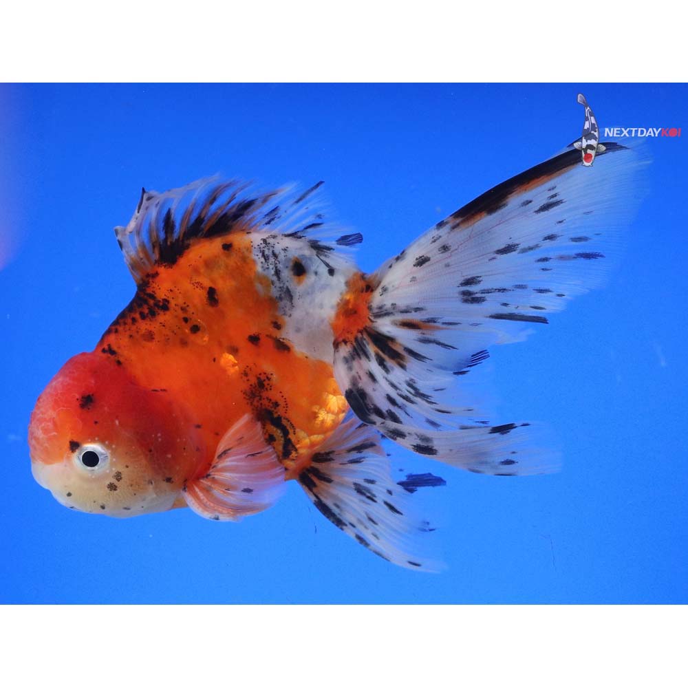 6.5” Imported Male Calico Oranda