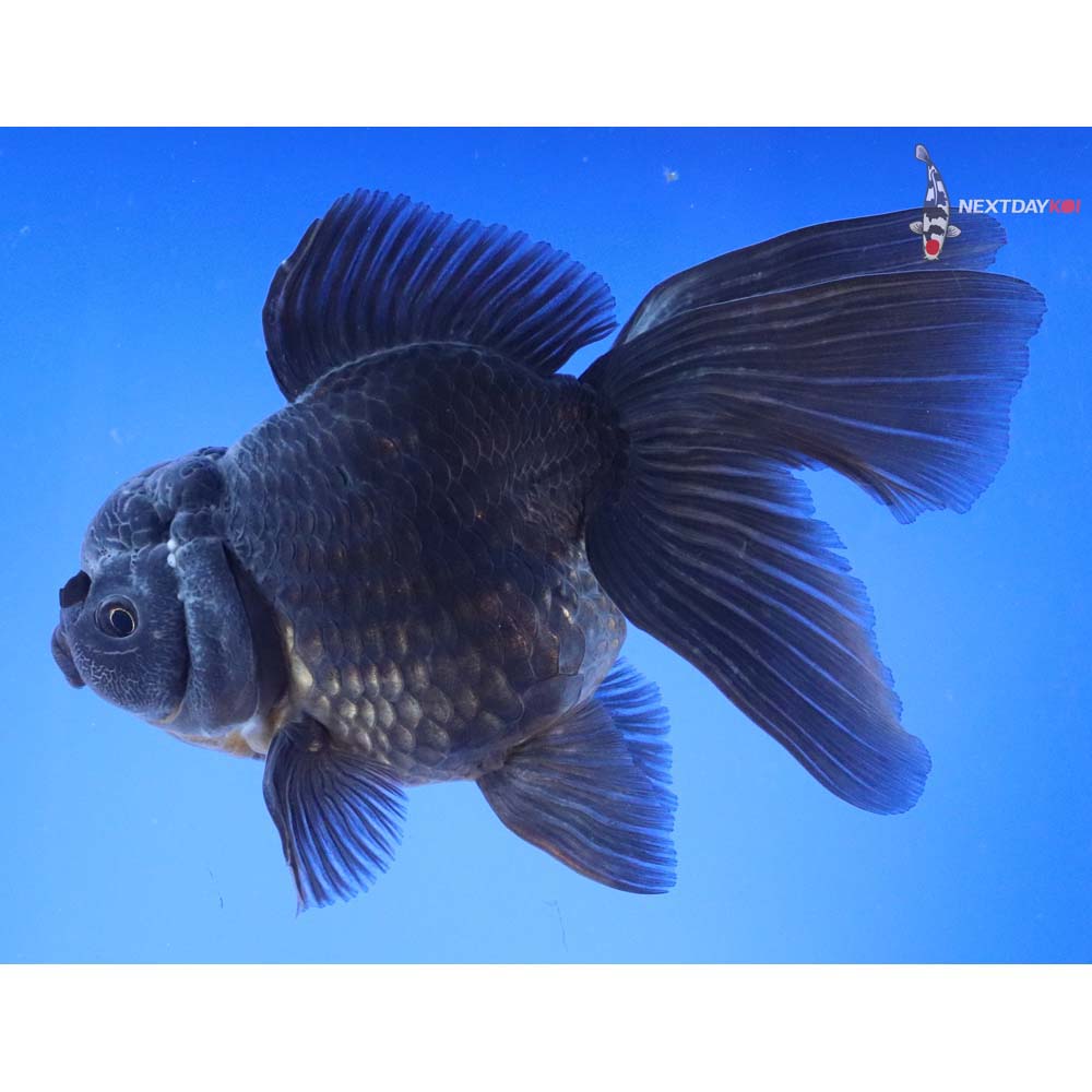 6.5” Imported Black Oranda