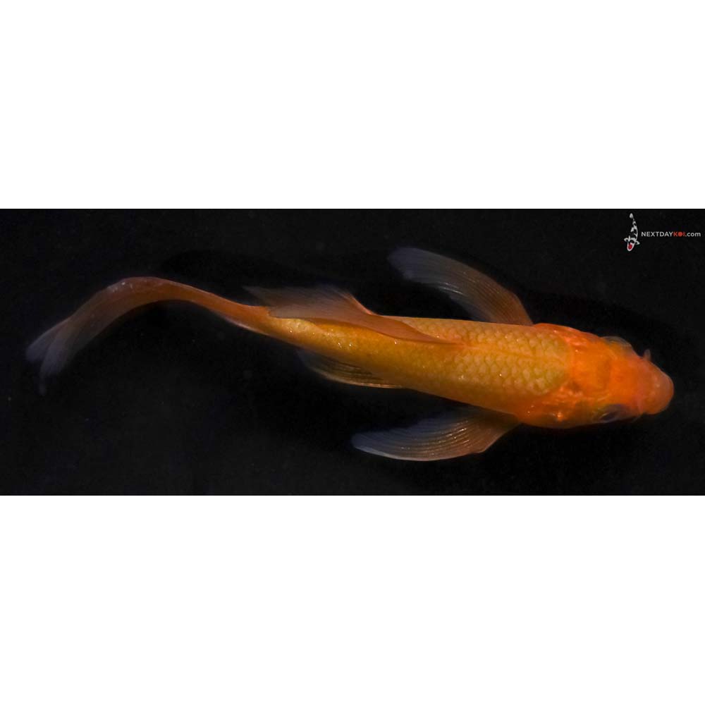 3.5” Imported Chagoi Butterfly Koi