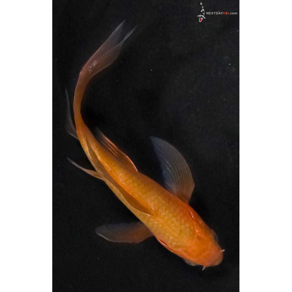 3.5” Imported Chagoi Butterfly Koi