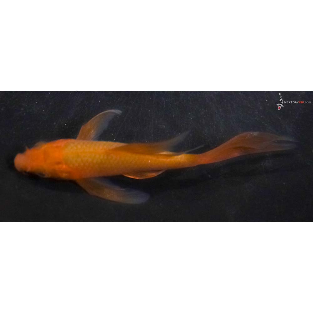 3.5” Imported Chagoi Butterfly Koi