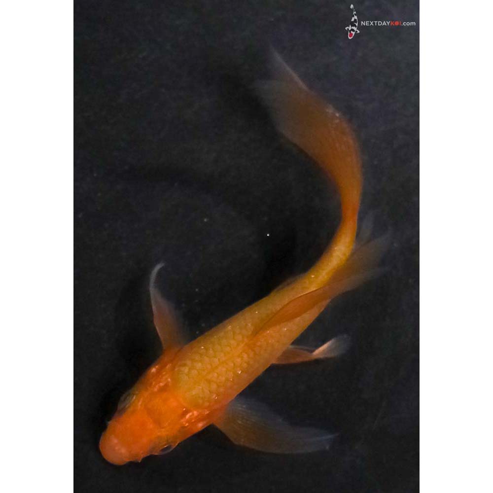 3.5” Imported Chagoi Butterfly Koi