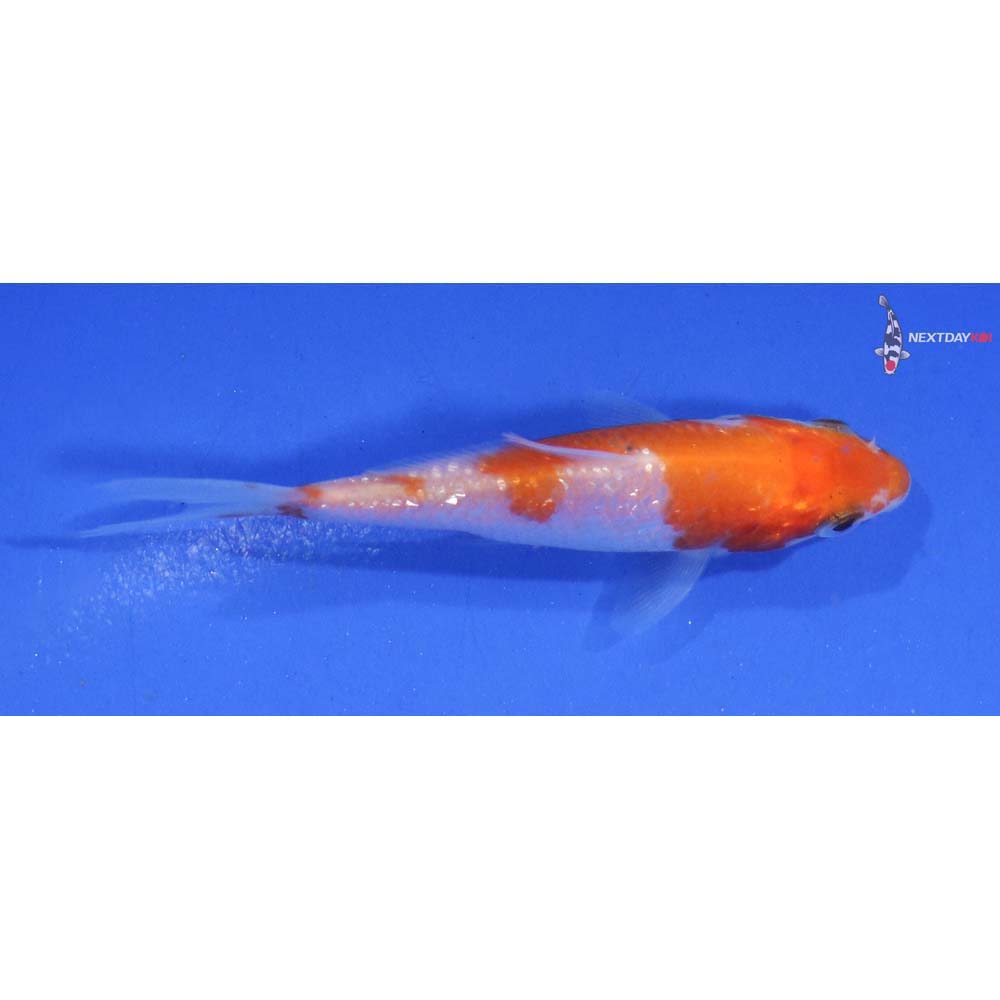 3” Imported Gin Rin Kohaku