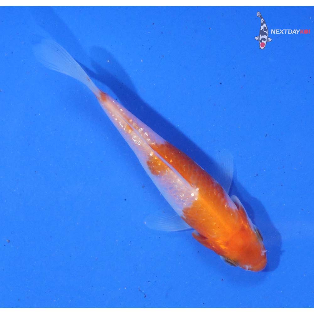 3” Imported Gin Rin Kohaku
