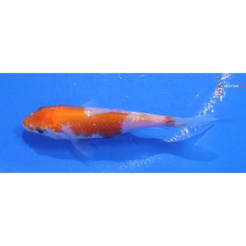 3” Imported Gin Rin Kohaku