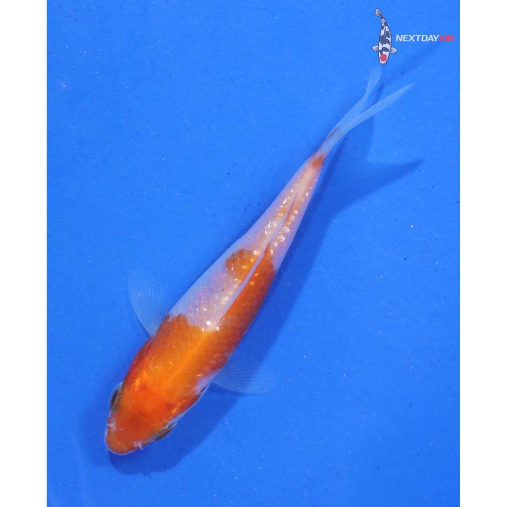 3” Imported Gin Rin Kohaku