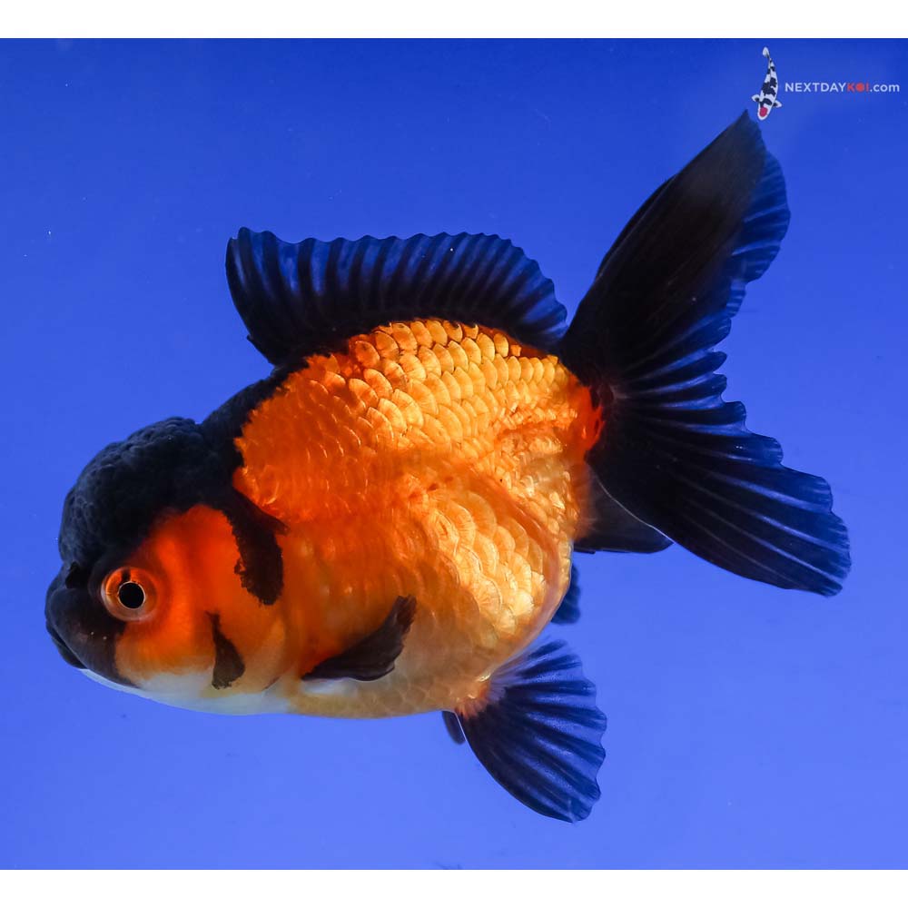 3.5” Imported Red and Black Oranda