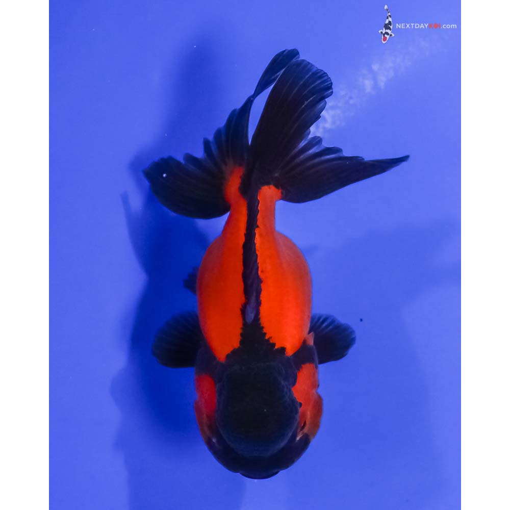 3.5” Imported Red and Black Oranda