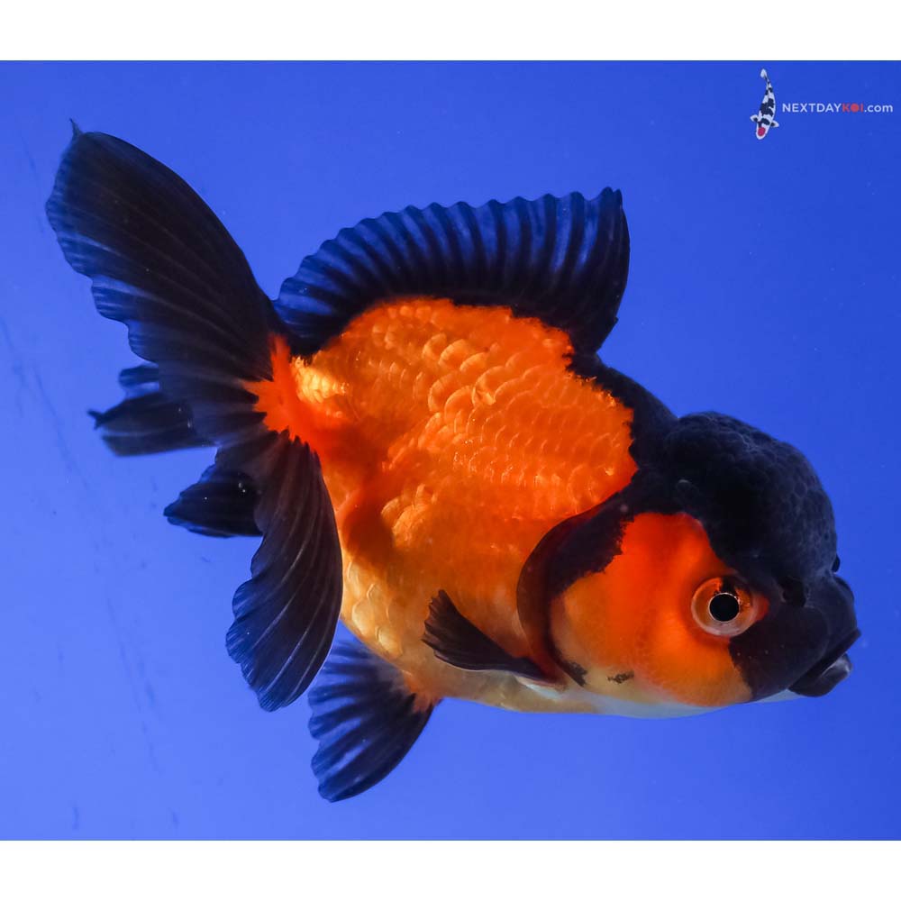 3.5” Imported Red and Black Oranda