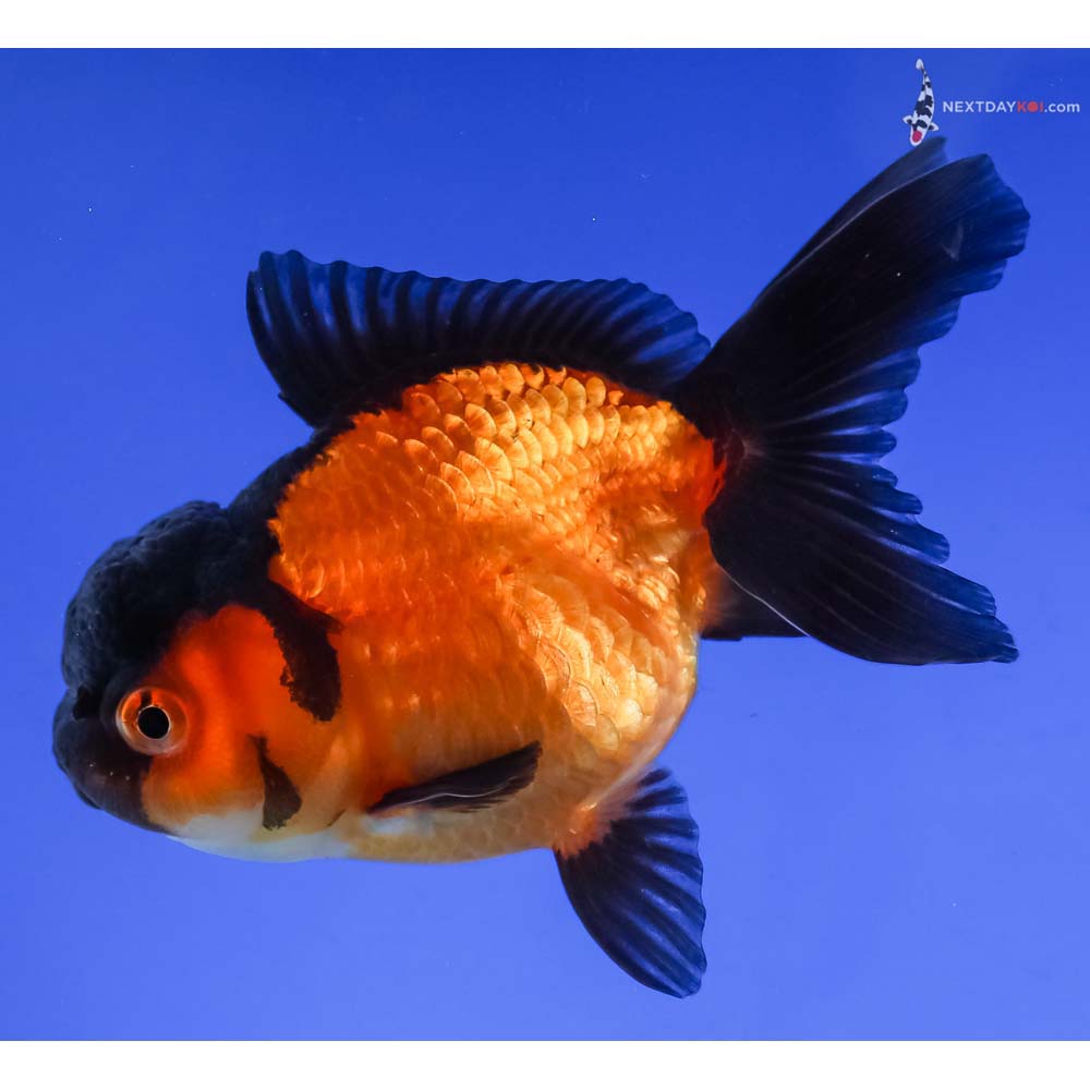 3.5” Imported Red and Black Oranda