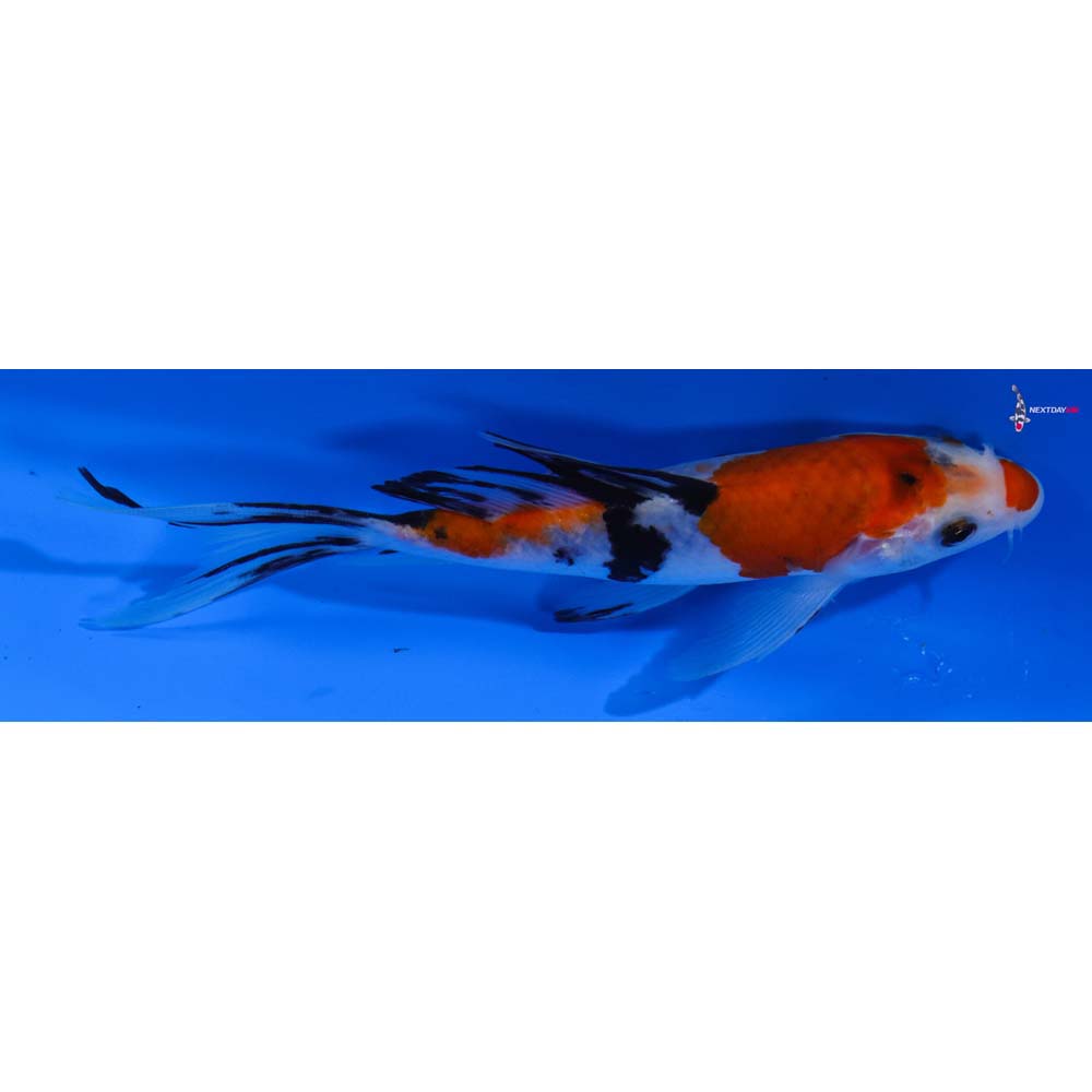 6” Imported Sanke Butterfly Koi
