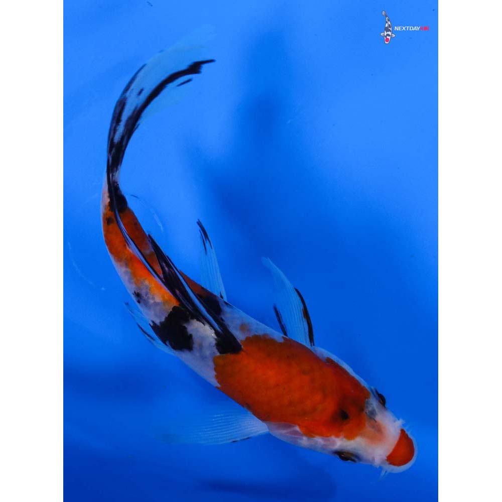 6” Imported Sanke Butterfly Koi