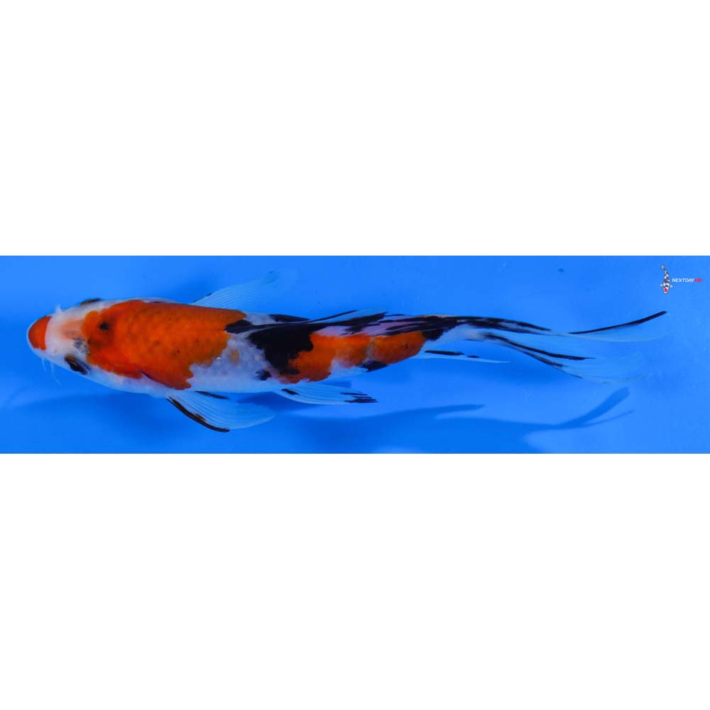 6” Imported Sanke Butterfly Koi