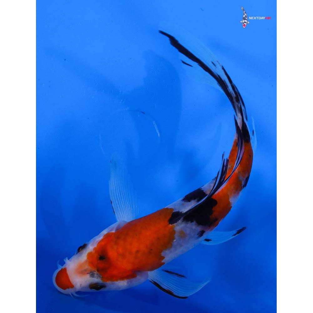 6” Imported Sanke Butterfly Koi