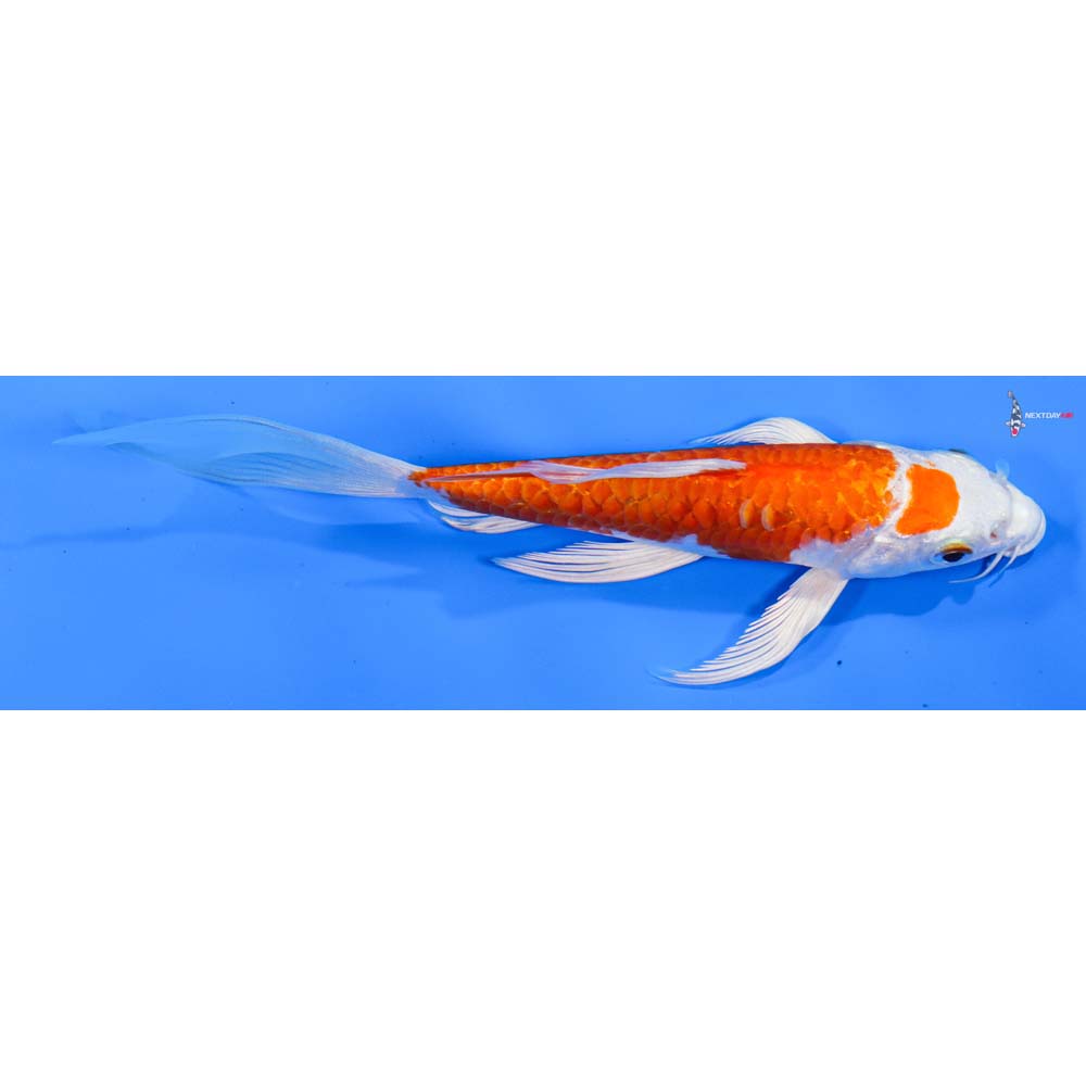 7” Imported Armor Scaled Hariwake Butterfly Koi