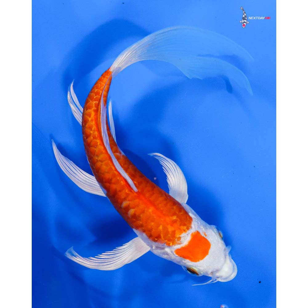 7” Imported Armor Scaled Hariwake Butterfly Koi