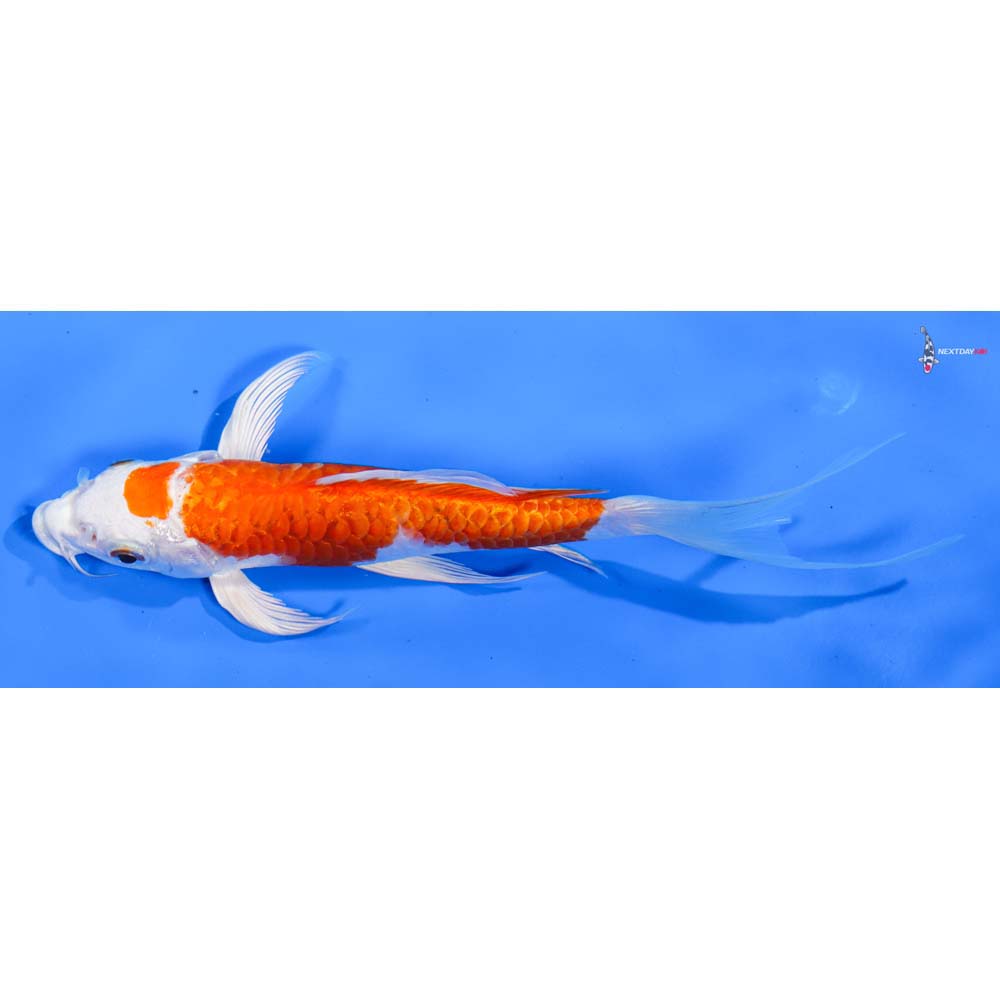 7” Imported Armor Scaled Hariwake Butterfly Koi