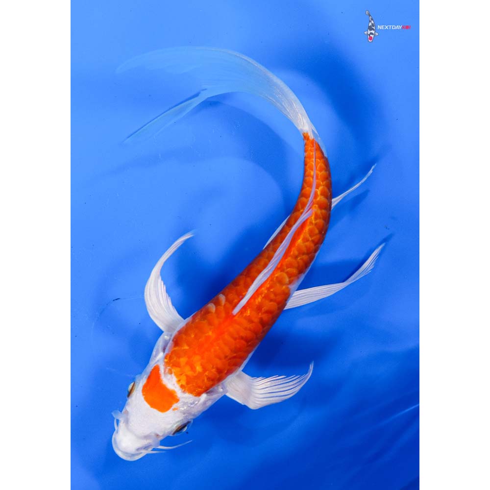 7” Imported Armor Scaled Hariwake Butterfly Koi