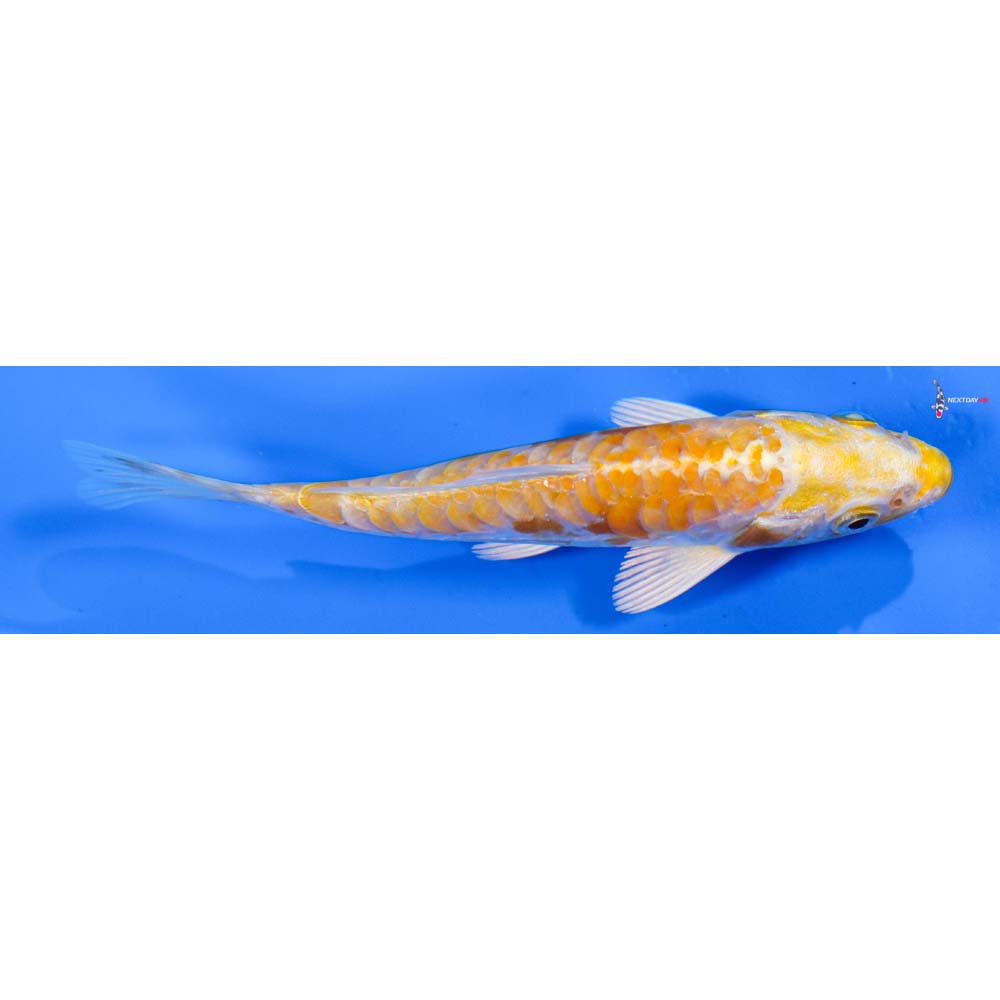 4” Imported Doitsu Lemon Hariwake