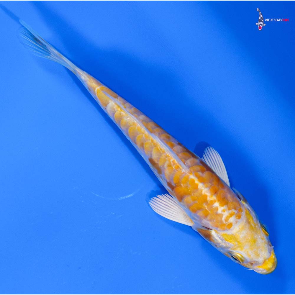 4” Imported Doitsu Lemon Hariwake