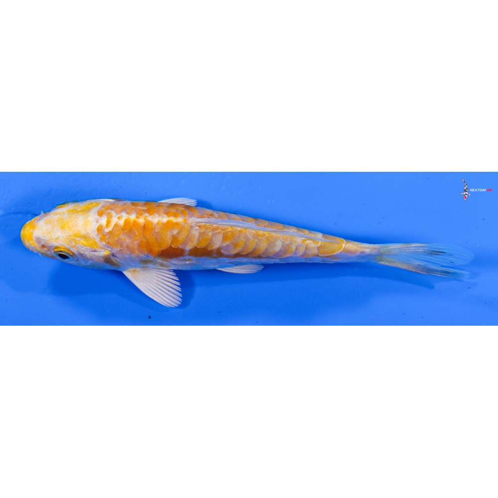 4” Imported Doitsu Lemon Hariwake