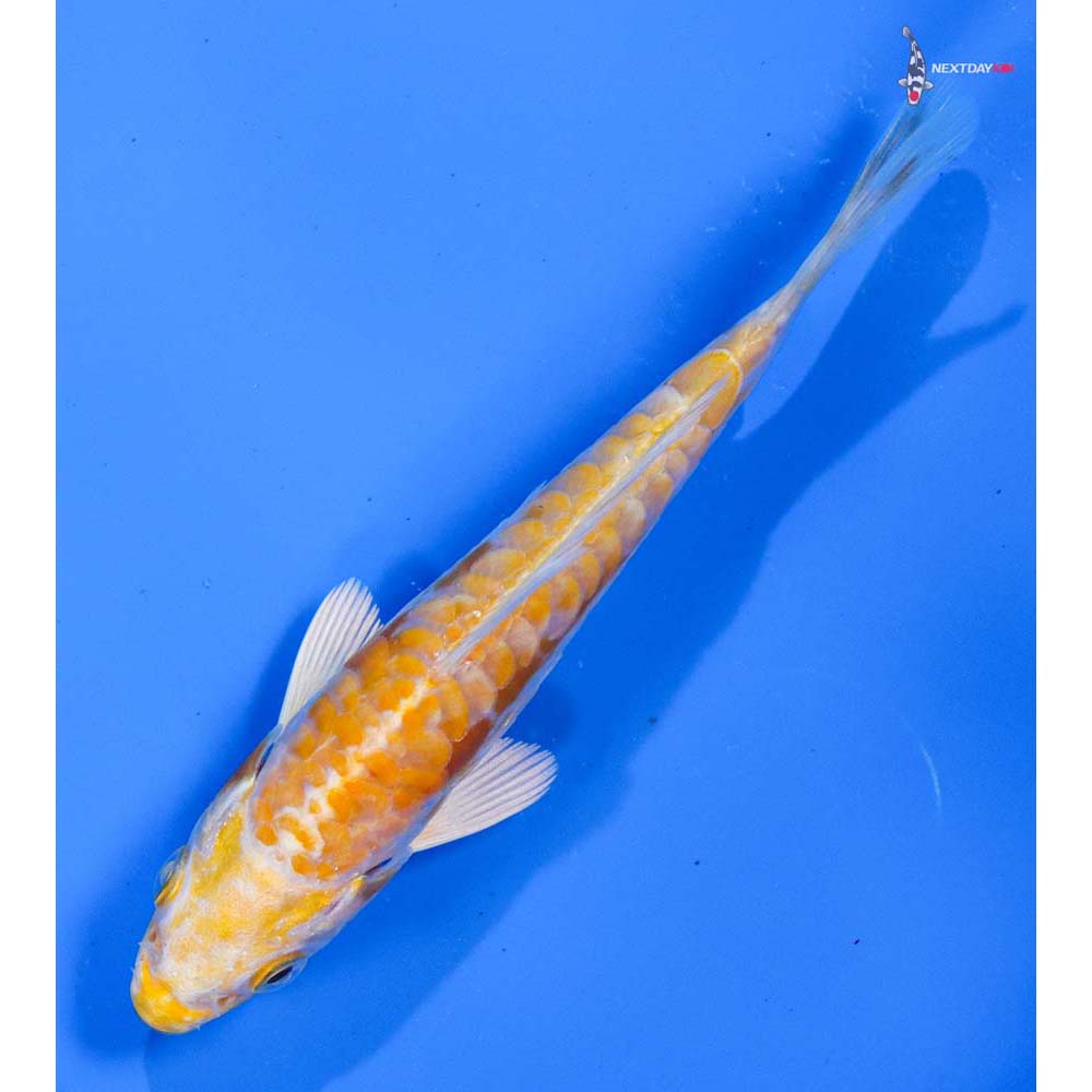 4” Imported Doitsu Lemon Hariwake
