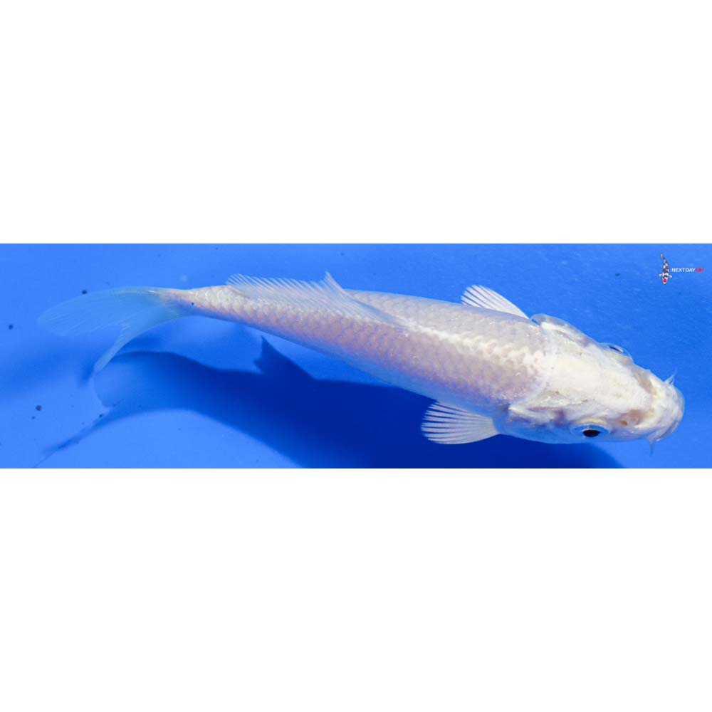 4” Imported Platinum Ogon
