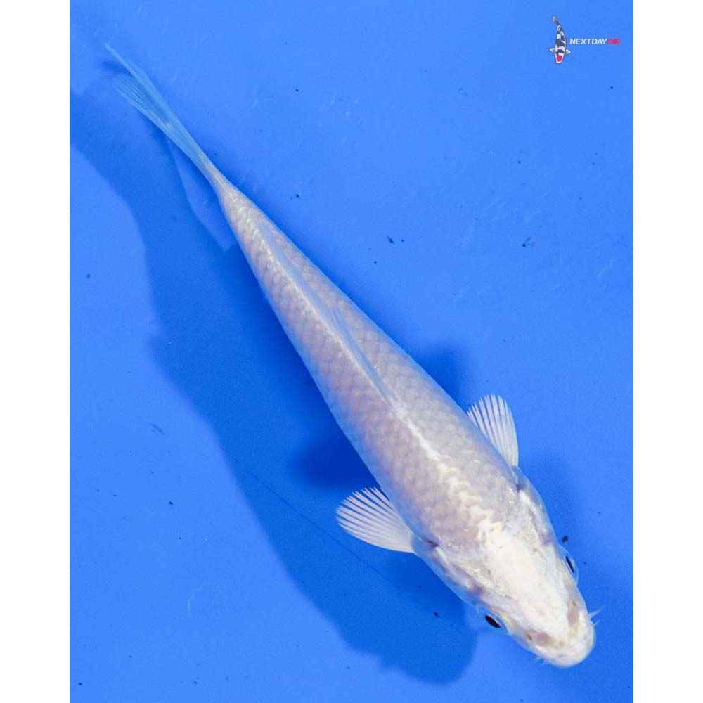 4” Imported Platinum Ogon