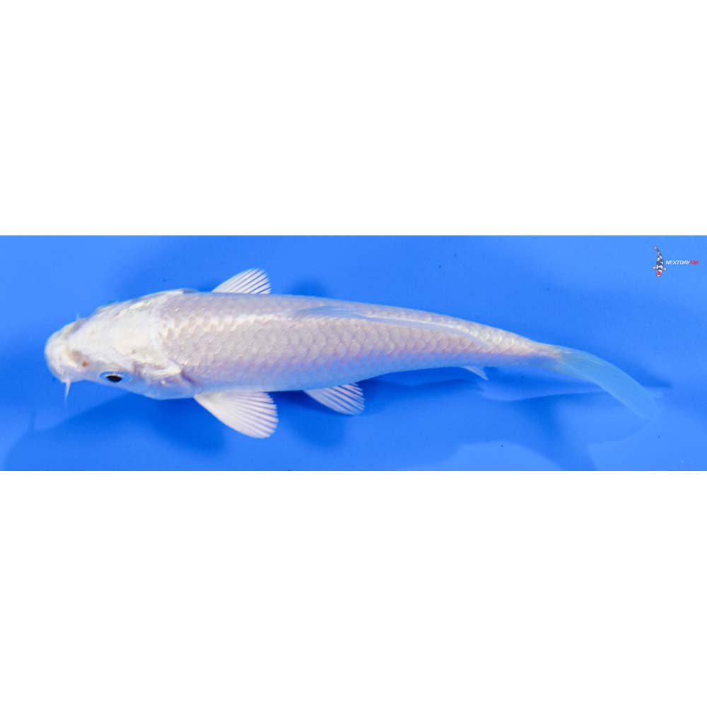 4” Imported Platinum Ogon