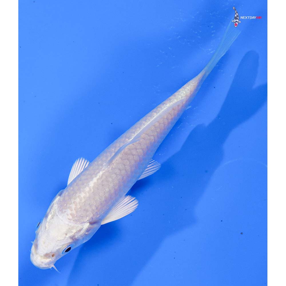 4” Imported Platinum Ogon