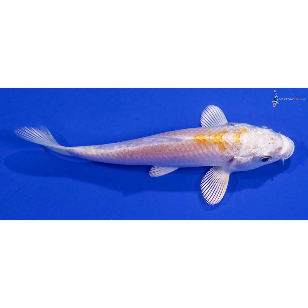 4” Imported Lemon Hariwake