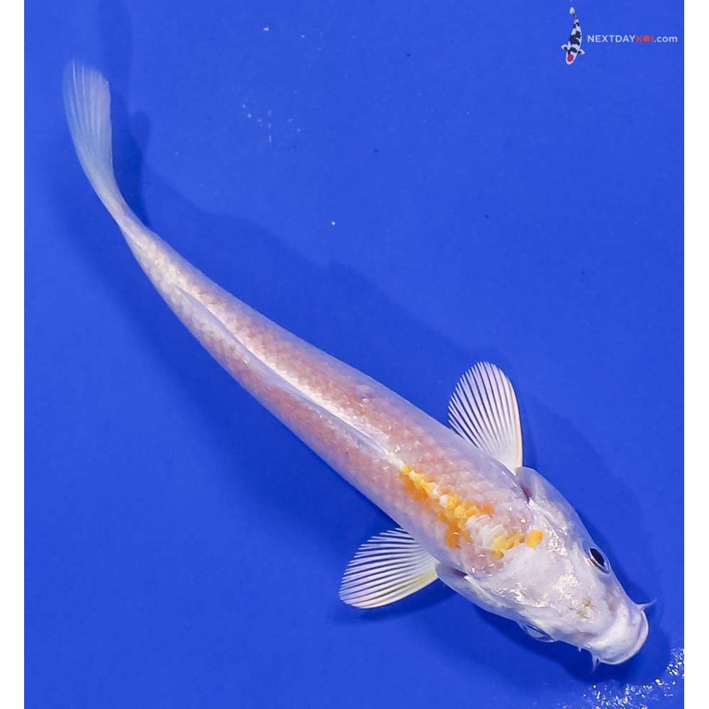 4” Imported Lemon Hariwake