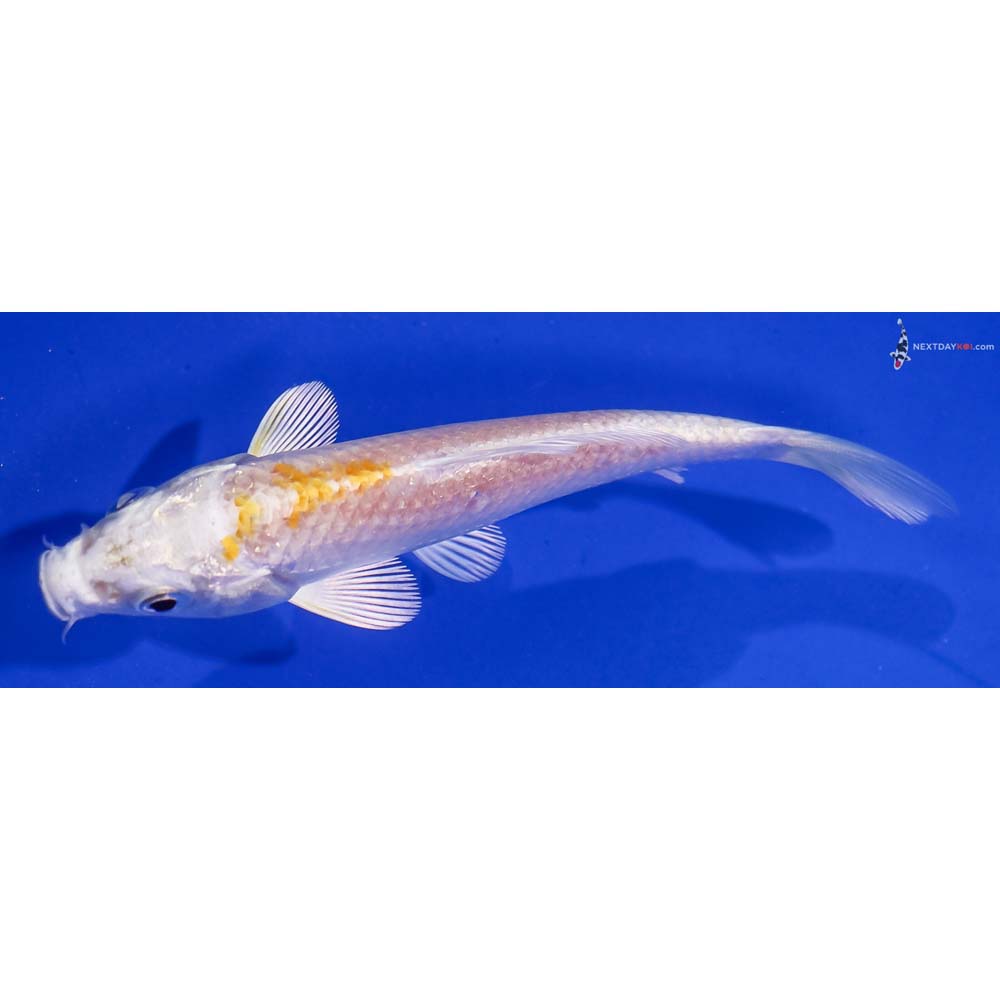 4” Imported Lemon Hariwake