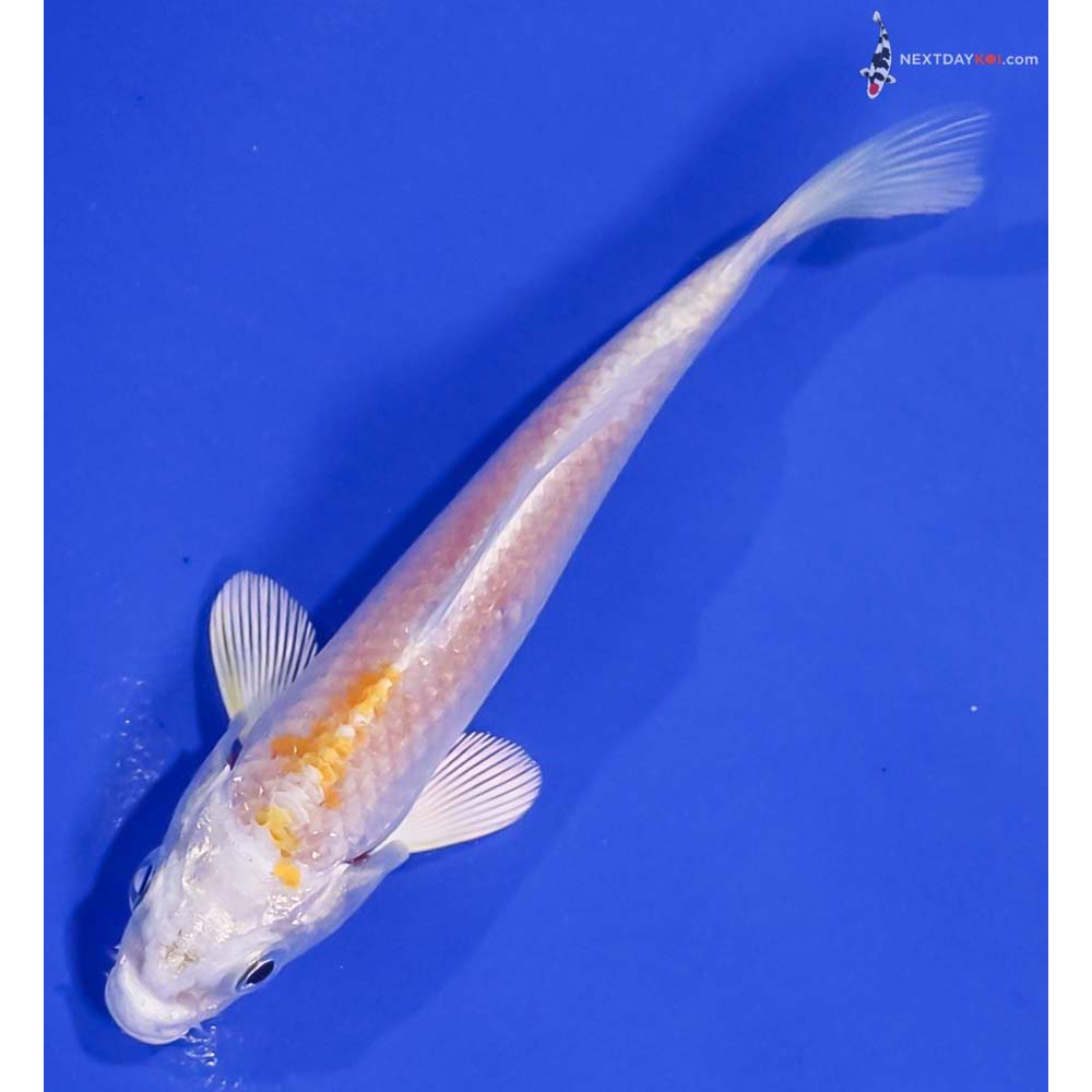 4” Imported Lemon Hariwake