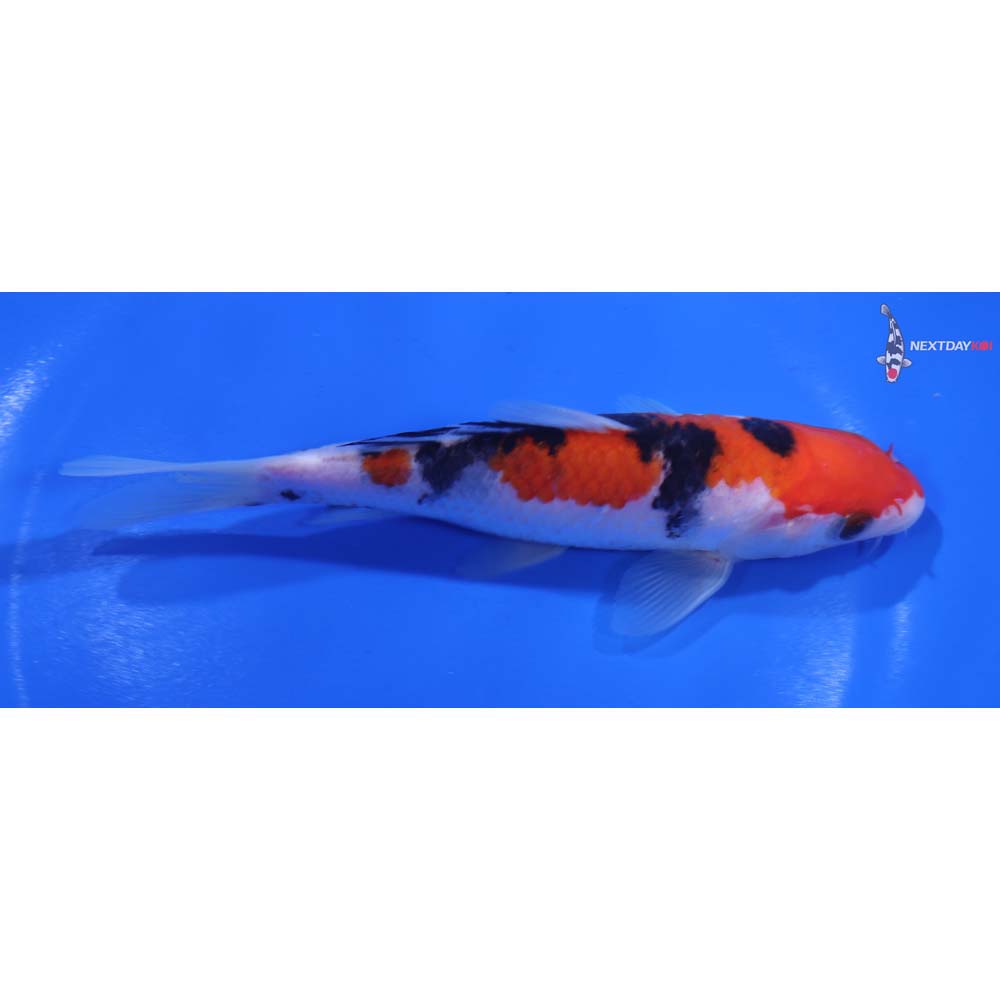 5.5” Imported Sanke