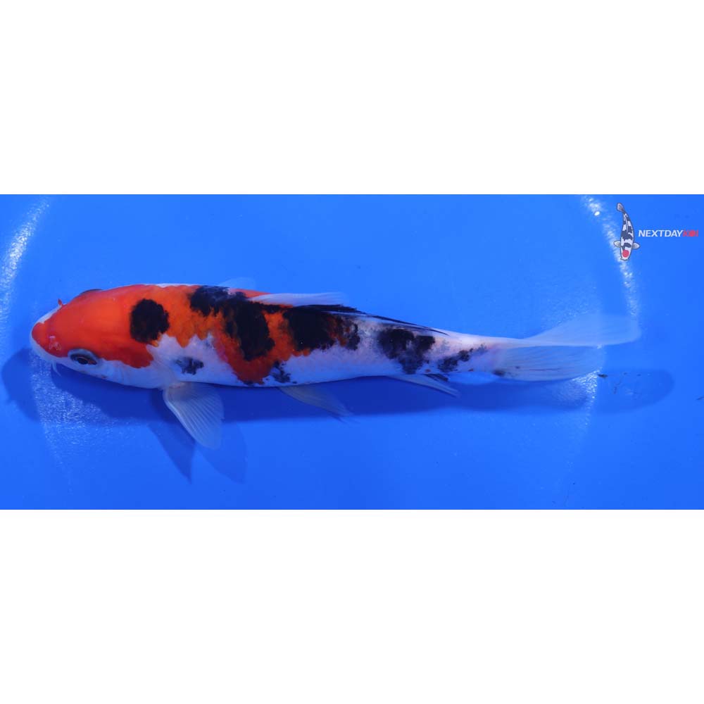 5.5” Imported Sanke