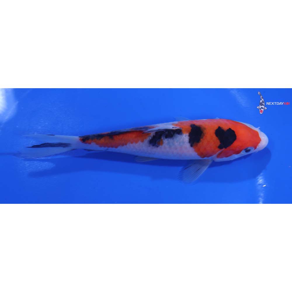 5.5” Imported Sanke
