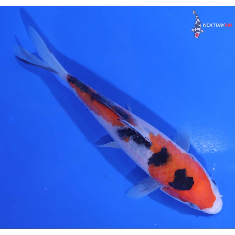 5.5” Imported Sanke