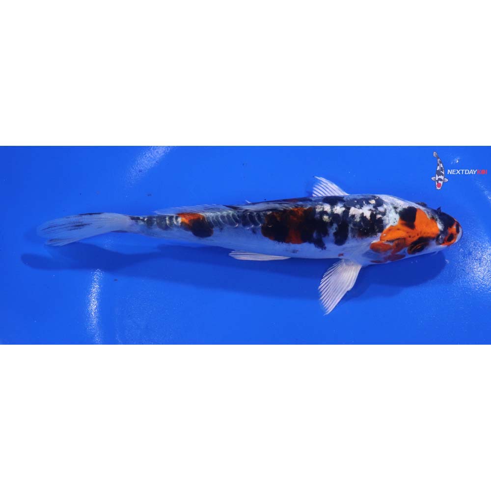 6” Imported Heisei Nishiki