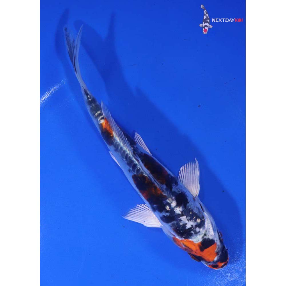 6” Imported Heisei Nishiki