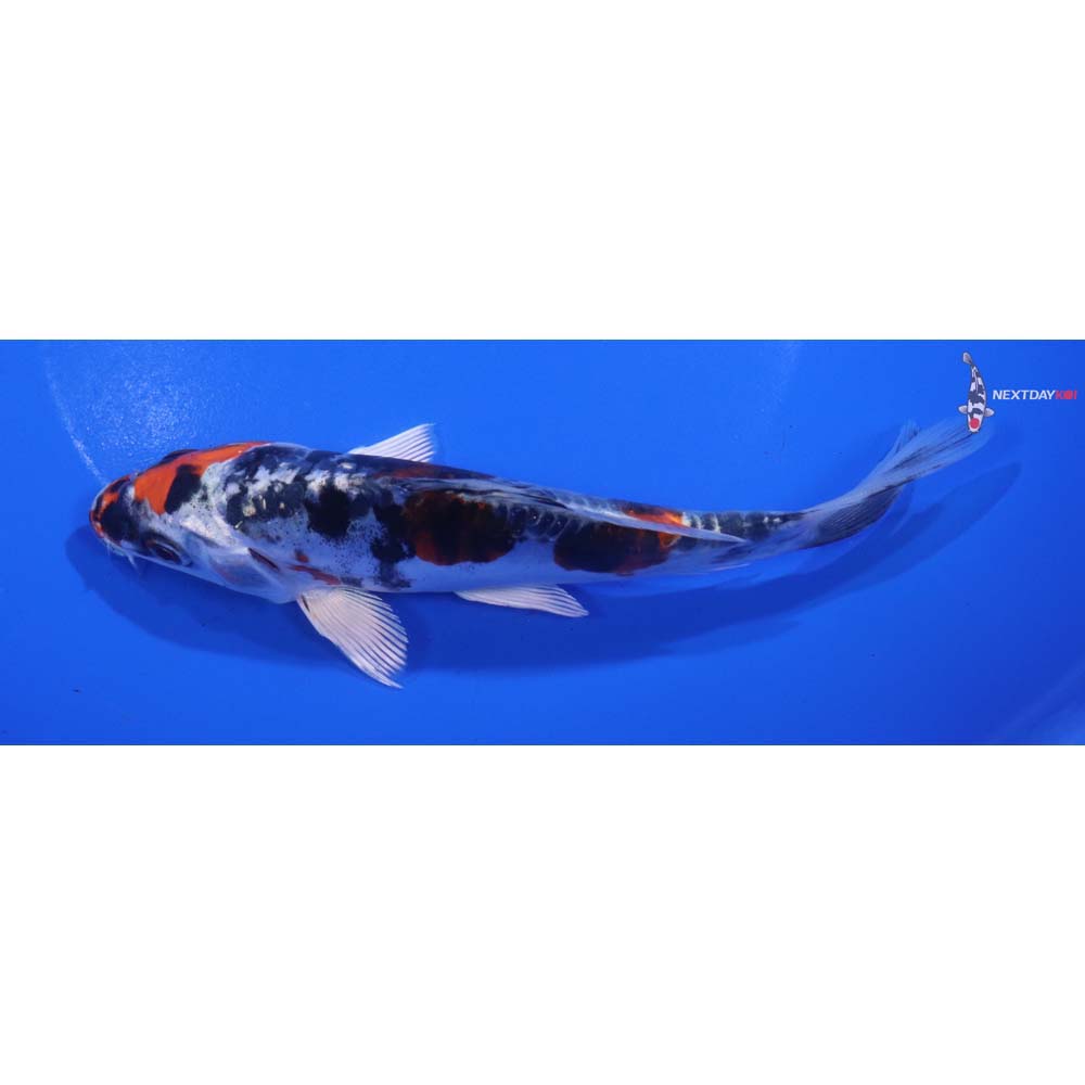 6” Imported Heisei Nishiki