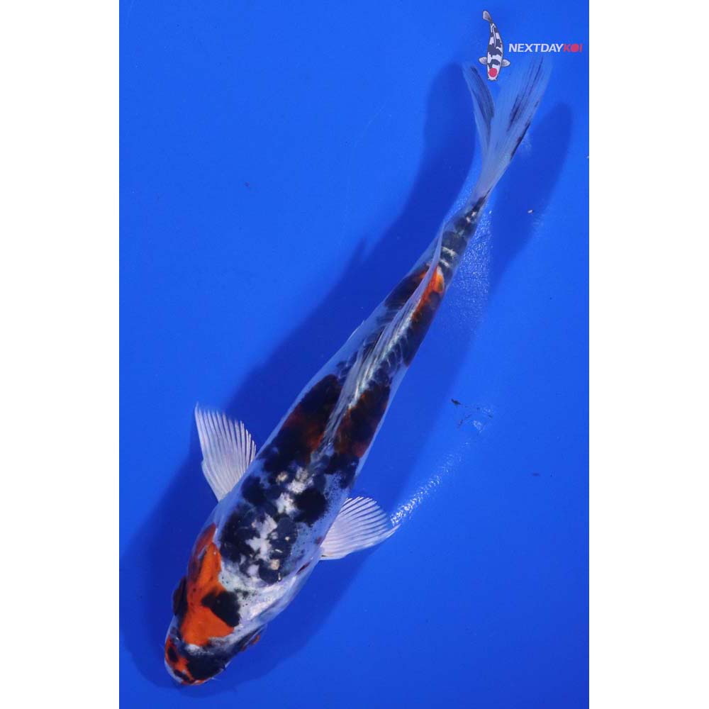 6” Imported Heisei Nishiki
