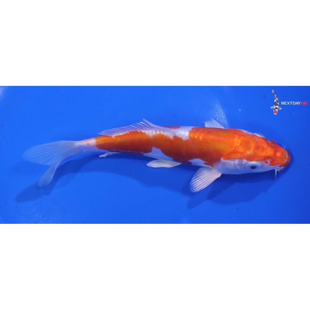 6” Imported Kikusui