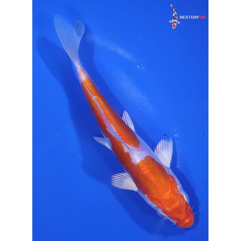 6” Imported Kikusui