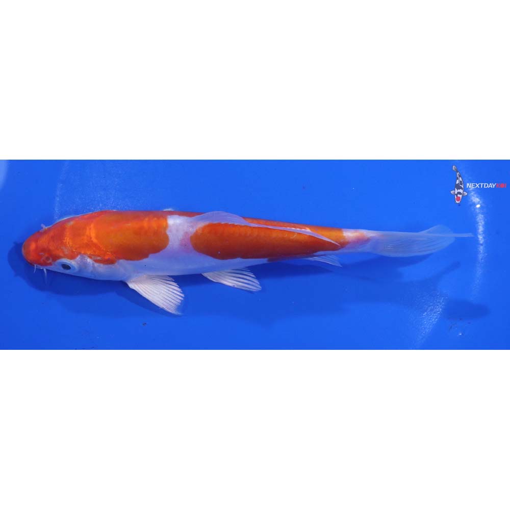 6” Imported Kikusui