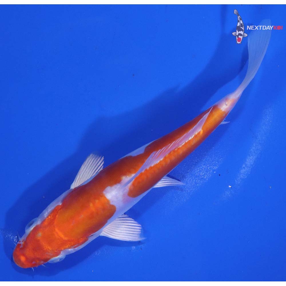 6” Imported Kikusui