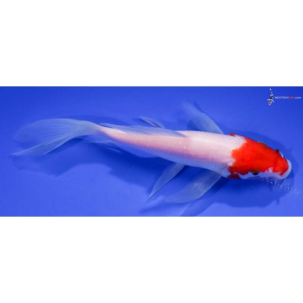 5” Imported Kohaku Butterfly Koi