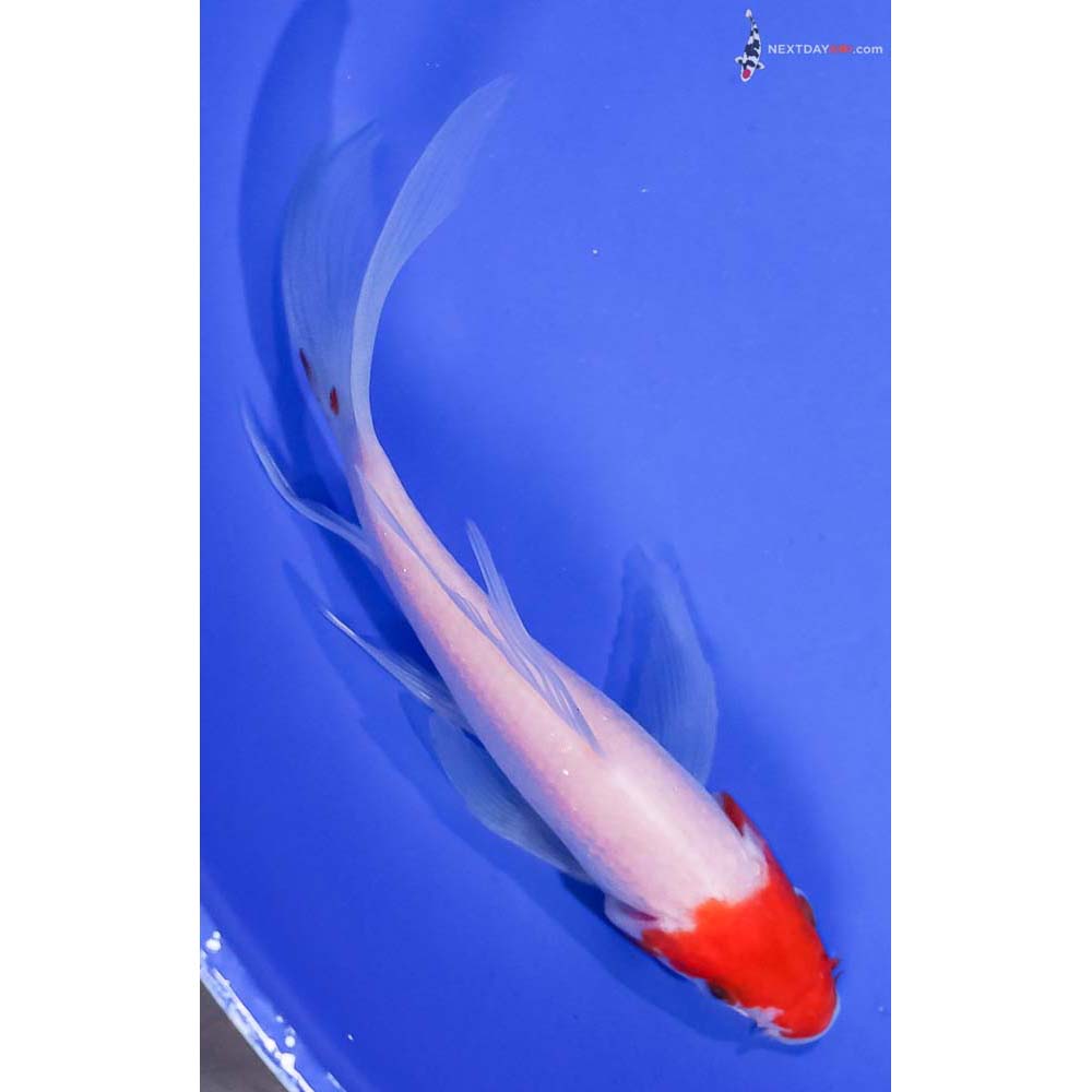 5” Imported Kohaku Butterfly Koi