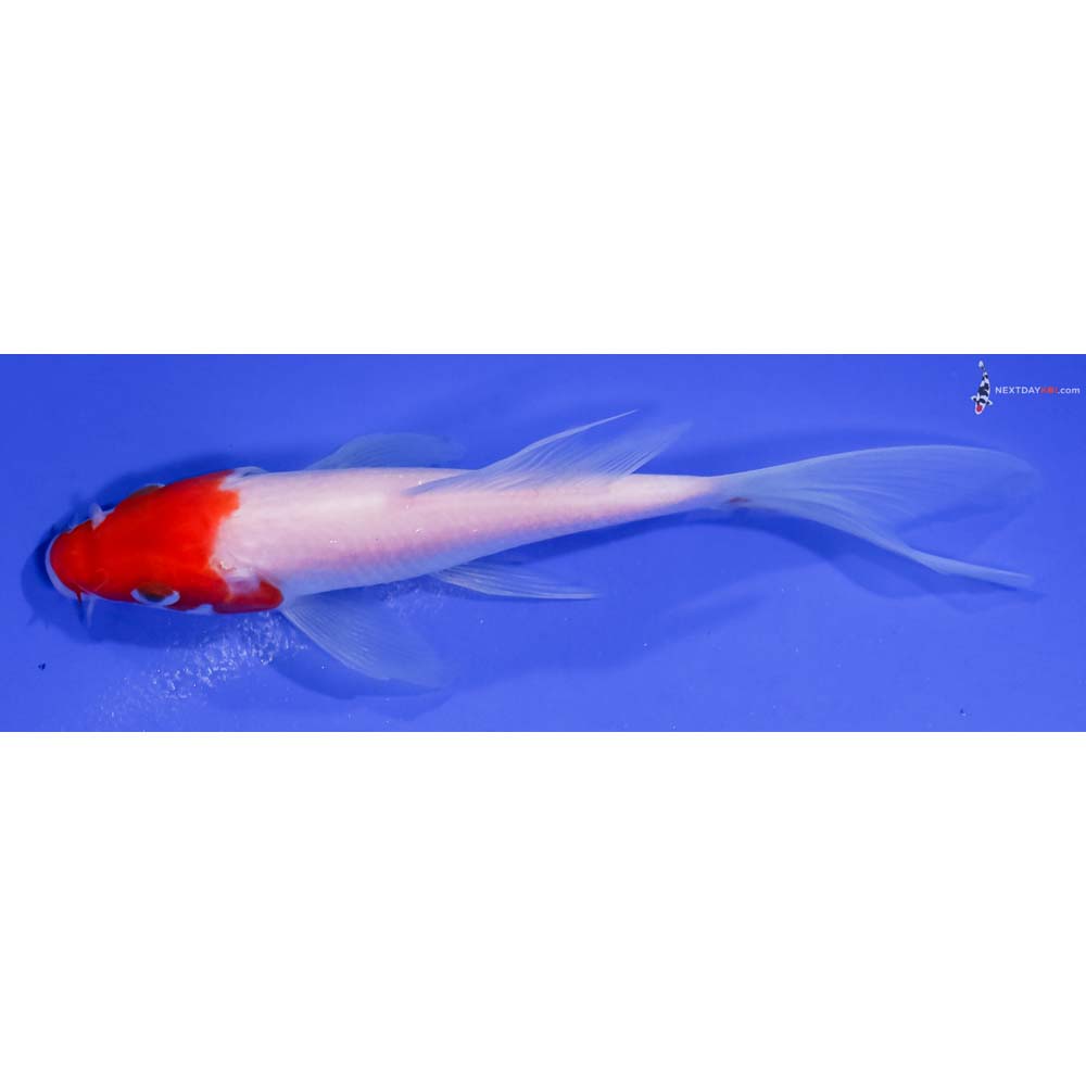 5” Imported Kohaku Butterfly Koi