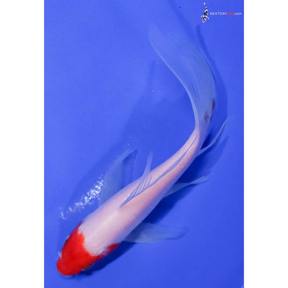 5” Imported Kohaku Butterfly Koi